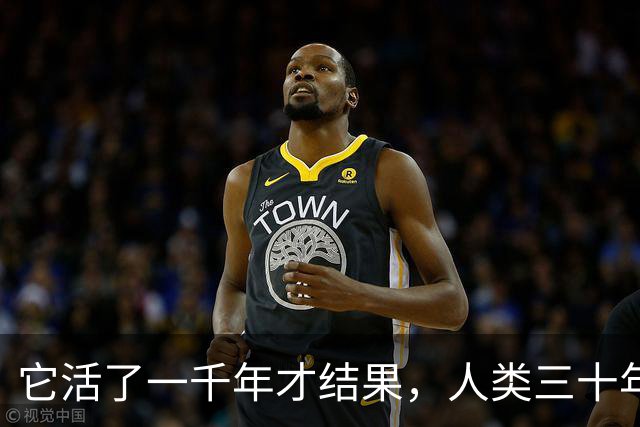 它活了一千年才结果，人类三十年砍光，消失的秘密至今无人能解